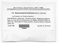 Strossmayeria basitricha image